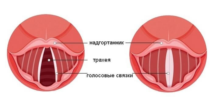 голосовые складки